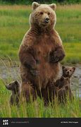 Image result for Mama Bear Standing