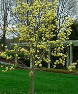Résultat d’images pour Magnolia brooklynensis Yellow Bird