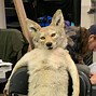 Image result for Taxidermist Animals with Extra Limbs