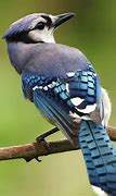 Image result for Blue Jay Bird Pictures Free