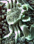 Image result for Porcelain Crab