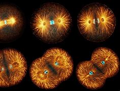 Image result for Mitosis Wallpaper iPhone