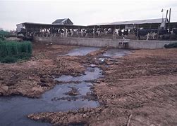 Image result for Factory Farm Pollution
