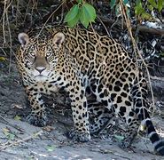 Image result for New Mexico Endangered Species