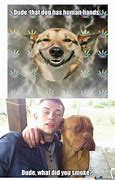 Image result for Funny Cat and Dog Memes