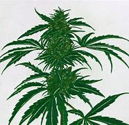 Image result for Cartoon Weed Drawings