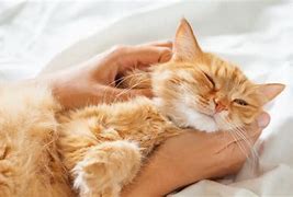 Image result for Ginger Point Cat