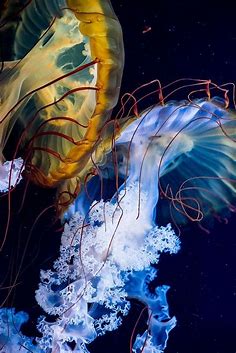 Pin by Brian Stelly on Science Fiction Genre | Ocean creatures, Ocean animals
