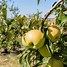 Image result for golden delicious apple