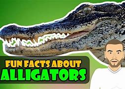 Image result for Archer Alligator Facts