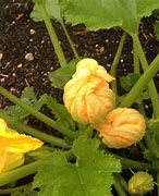 Image result for Square Foot Gardening