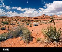 Image result for Arizona Red Sand
