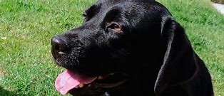 Image result for labradoresco