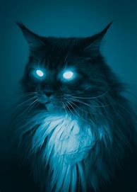 Image result for Cat Eyes Glow