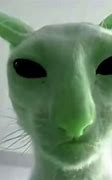 Image result for Jolene Cat Meme