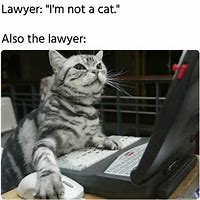 Image result for Lawyer Cat Meme