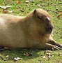 Image result for capybara