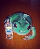 Image result for Frog Sitting Meme