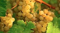 Image result for Ramian Estate Roussanne Chouette