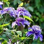 Image result for Poisonous Flora
