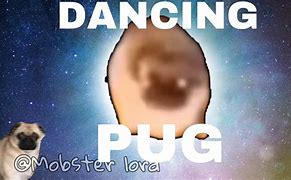 Image result for Dancing Pug Meme