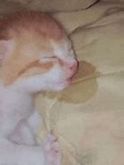 Image result for Sleeping Kitten Meme