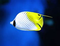 Bildergebnis für Tropical fish