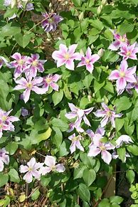 Image result for Growing Clematis Vine