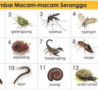 Image result for Gambar Binatang Serangga