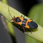 Image result for Small Black Bug with Red Back
