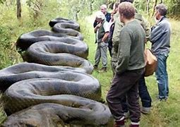Image result for Biggest Snake Ever Found