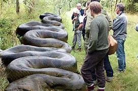 Image result for Largest Snake to Ever Exist