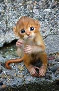 Image result for Unusual Cute Baby Animals
