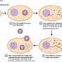 Image result for Water Warts Virus