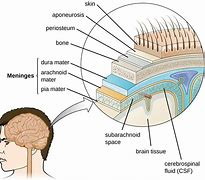 Image result for Brain Membrane Cell Scale