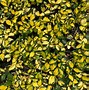 Image result for Vinca minor