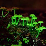 Image result for Noen Mushrooms