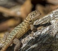Image result for Lizard with Short Tail
