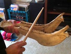Image result for Donkey Jawbone