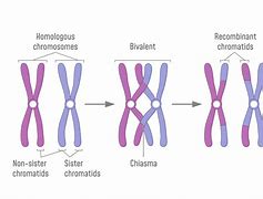 Image result for Synapsis Definition Biology