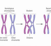 Image result for Difference Between Synapsis and Crossing Over