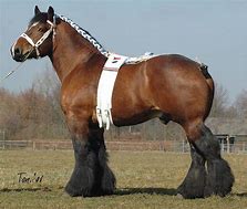 Image result for Draft Horse Head