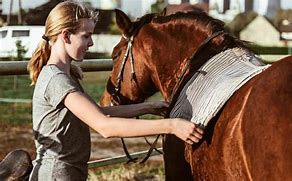 Image result for Horse Training