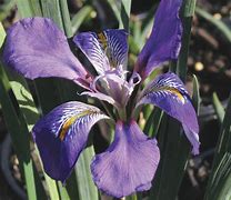 Image result for Iris unguicularis Mary Barnard
