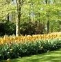 Image result for Happy Spring Holland Tulips