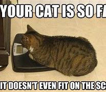 Image result for Fat Cat Scale Meme