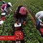 Image result for Mexicans Picking Fruit