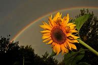 Image result for Flowers Wallpaper Rainbow Aesthetic