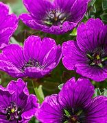 Image result for Geranium Jolly Jewel Purple