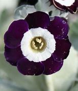 Bildergebnis für Primula auricula Remus